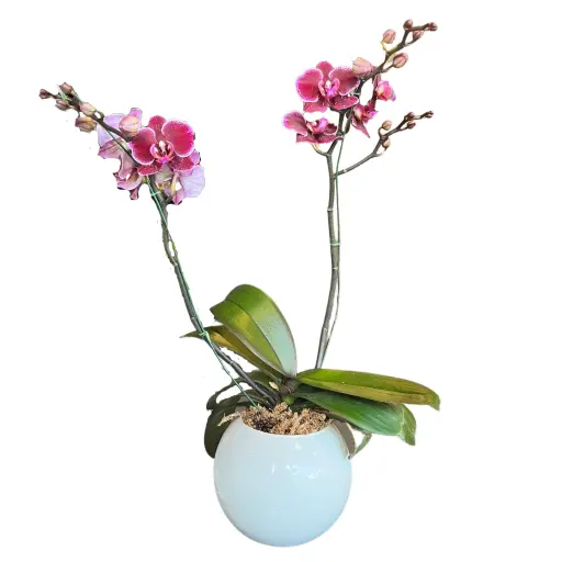 Orquidea violeta VII